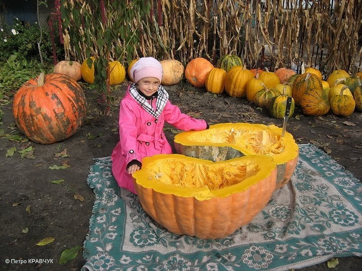 Як пасинкувати гарбузи відео