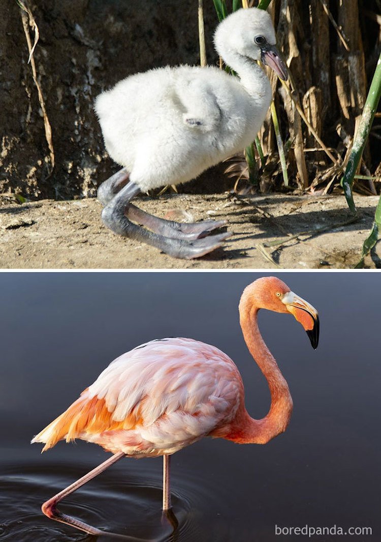 Фламинго Обломинго