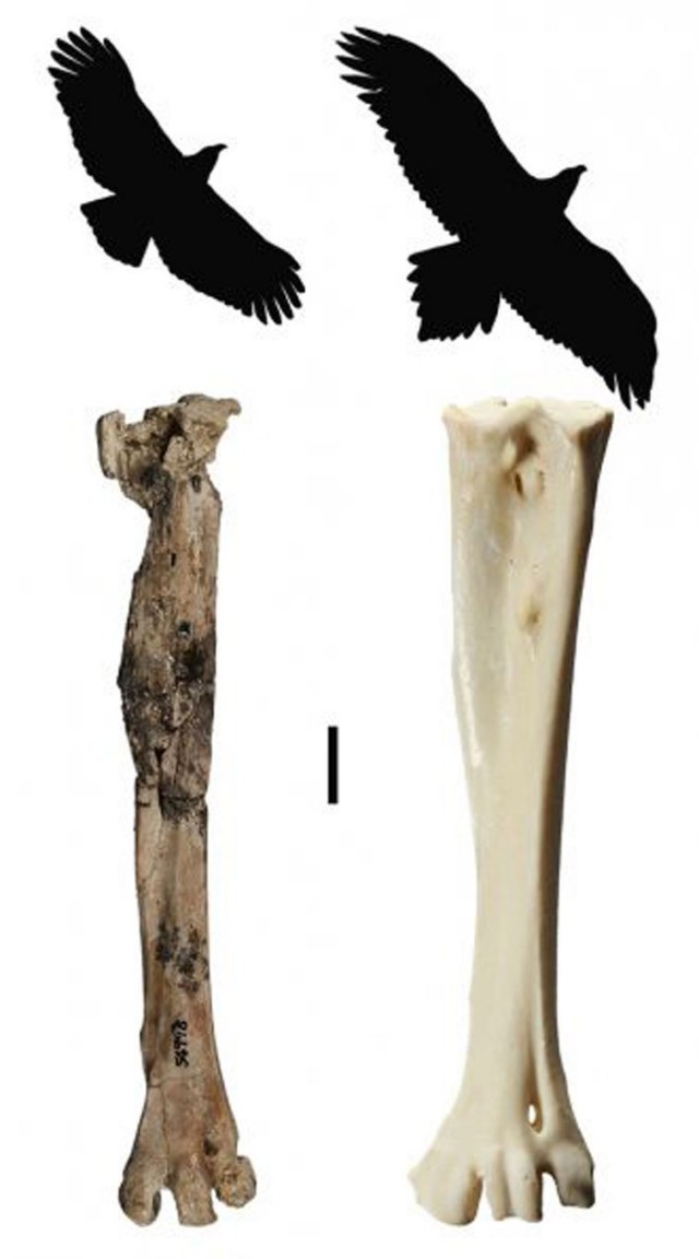  Порівняння кісток австралійського орла з Archaehierax sylvestris