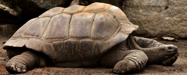 Галапагоська черепаха