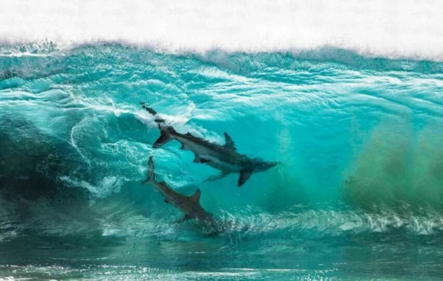 Дві акули, які серфінгують у Західній Австралії Фото: Шон Скотт