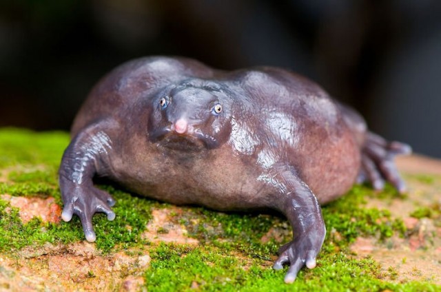Пурпурова жаба