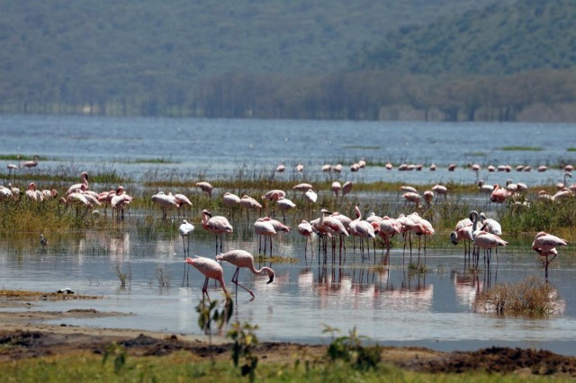 Фламінго на озері Накуру в Кенії / фото REUTERS 