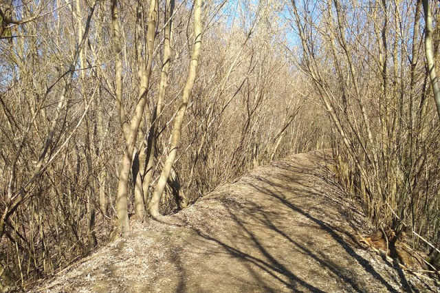 Дика частина дамби