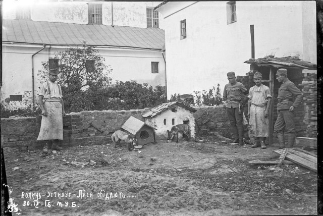 Устилуг. Стрільці УСС годують приручених лисиць