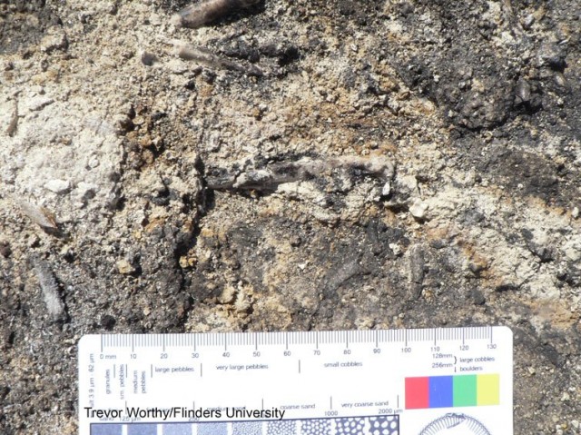 Кістки хижого птаха були знайдені на березі сухого озера Пінпа в Австралії