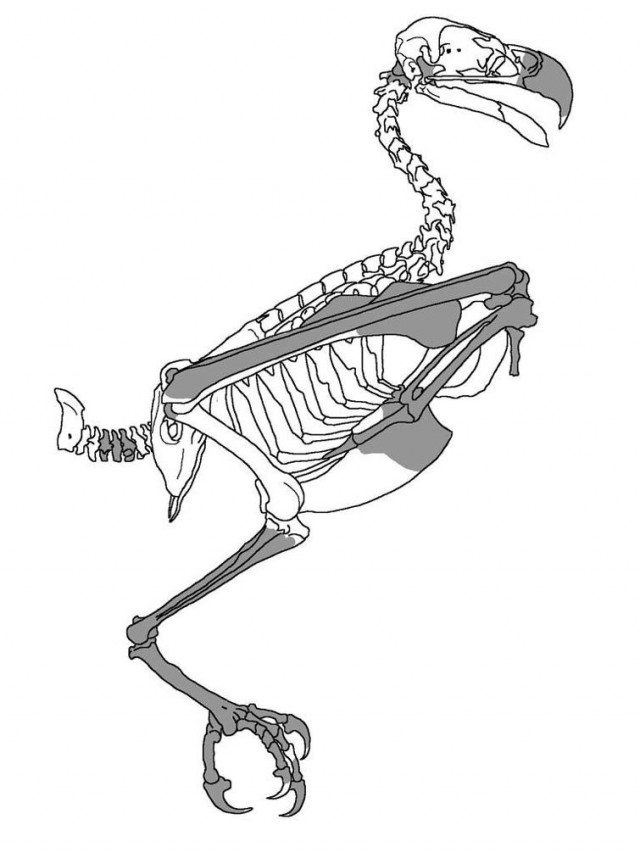  Скелет орла. Замальовані фрагменти вказують, які кістки зберіглися у Archaehierax sylvestris
